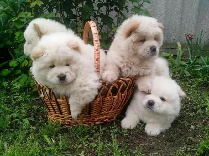 Chow Chow Seu novo motivo para sorrir pode ter quatro patas