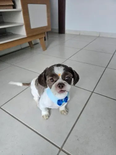 Shitzu macho 11 meses
