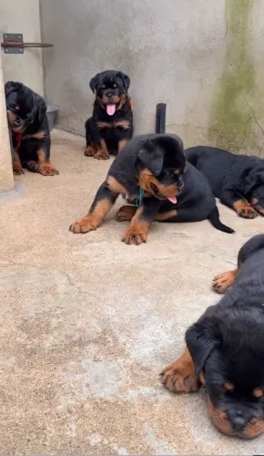 Rottweiler: confiança e proteção para quem ama cães de personalidade.