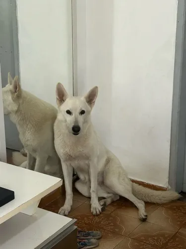 Doação de cachorro