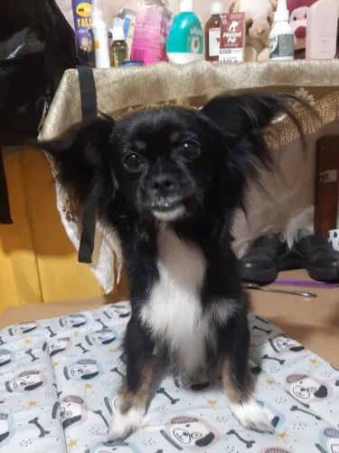 Vendo chihuahua misturado com pequenes