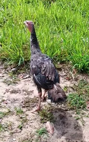 Franguinhos d peru...LEIA O ANÚNCIO!!!!