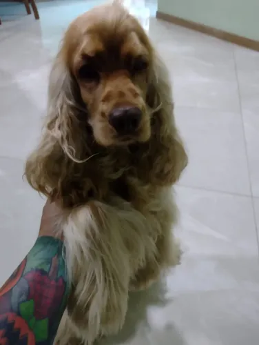 Cocker Spaniel Inglês 