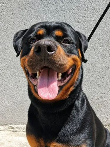 Rottweiler