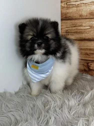Spitz alemão