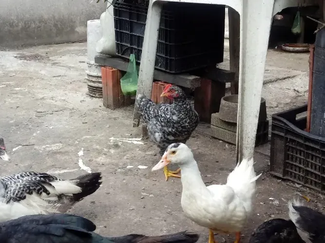 Patos / ZL