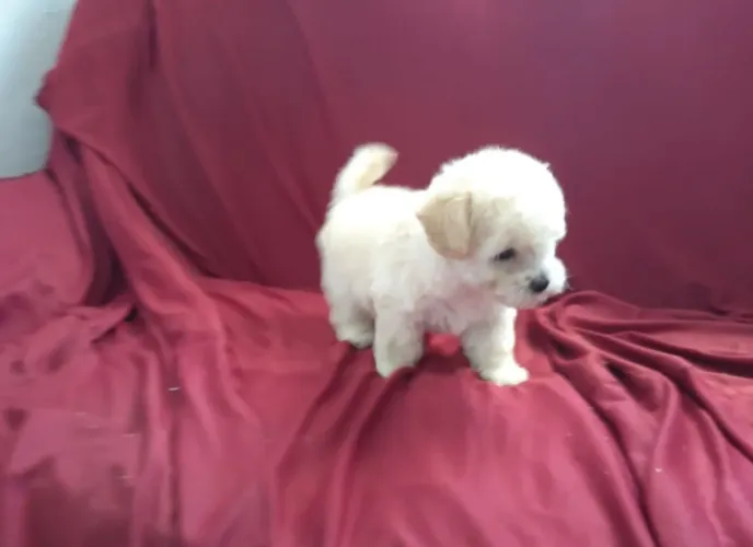 Poodle Mini 