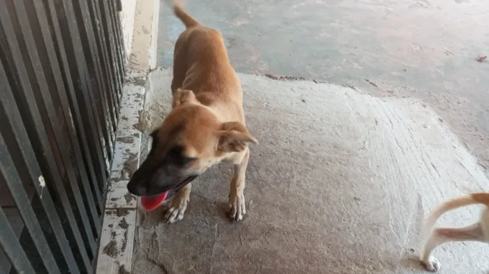 Doação de 02 cachorras 