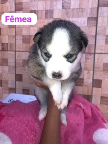 Filhote de husck siberiano Machos e fêmea 