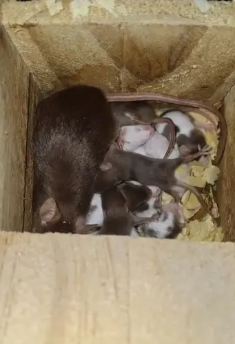 Topodongos (venda acima de 10 unidades)