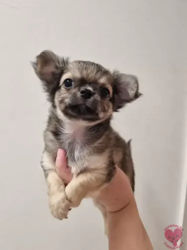 Chihuahua Pelo Longo