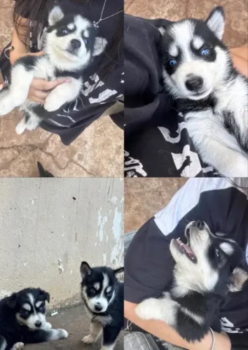 Filhote de Husky Siberiano 
