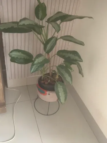 Vaso plantas
