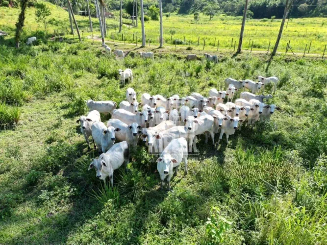 Fazenda com 3 quartos à venda, 480000 m² por R$ 2.500.000 - Reginópolis - Silva Jardim/RJ