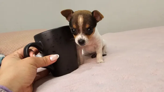 Pinscher fêmea micro