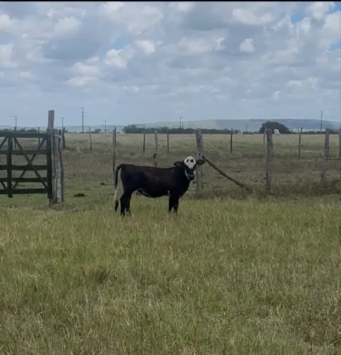 Mini vaca mini boi