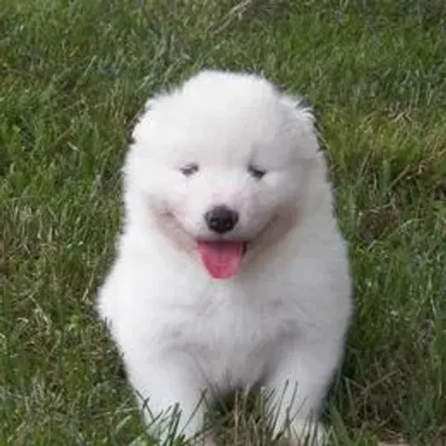 Samoyeda,Samoyeda Filhote Selecionado Alta Procedência