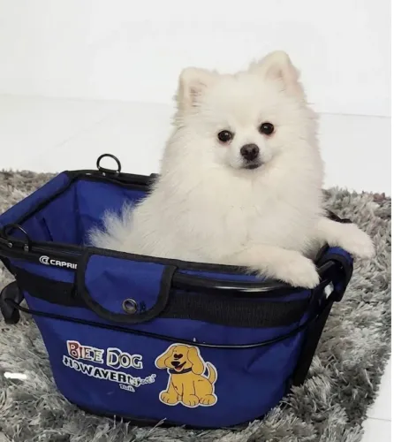 Cadeira para bicicleta para pet