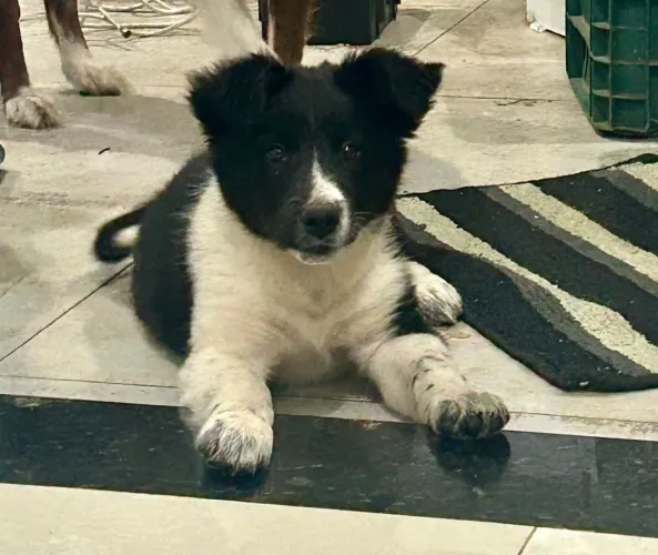 Filhote de boder collie
