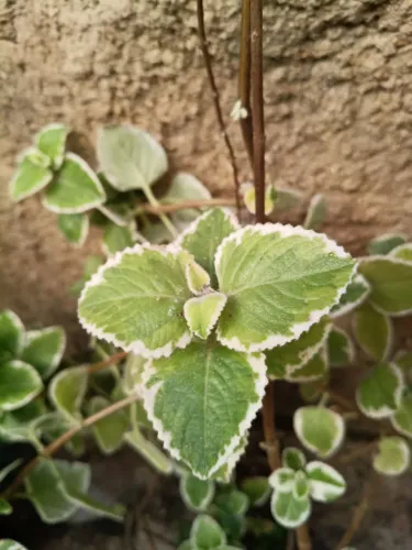 Planta ornamental