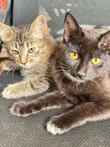 Doação Gatos Filhotes (femêas)