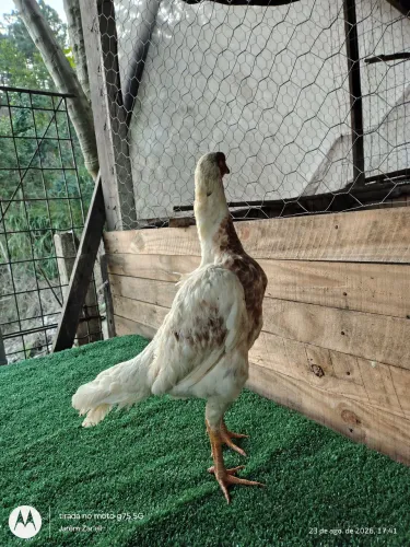 Galinha Mura