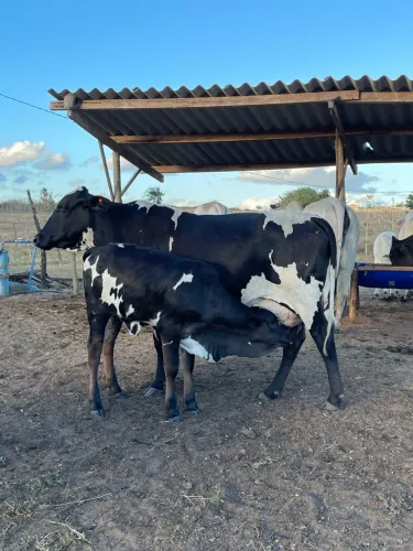 Vacas de leite parida