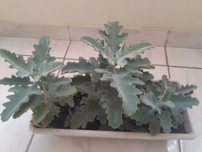 2 plantas suculentas mais de 5 anos de idade