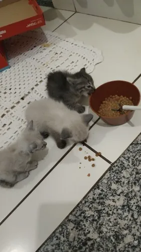 Gatinhos