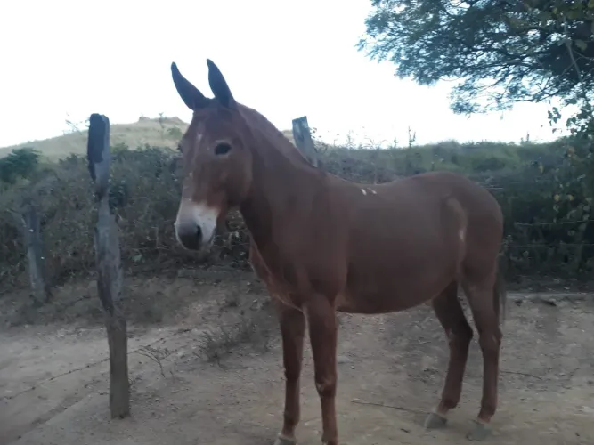 Burro,Mula..Égua marchadeira