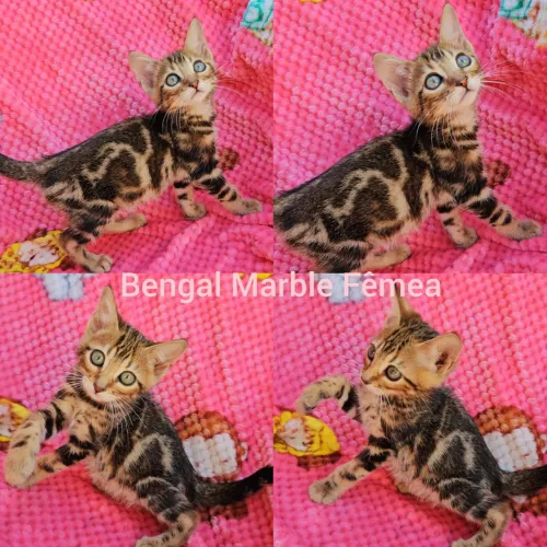 Bengal Filhotes - Gatil BSB Cat