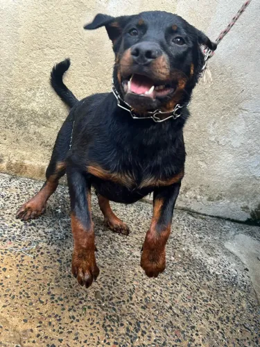 Vendo filhote de rottweiler