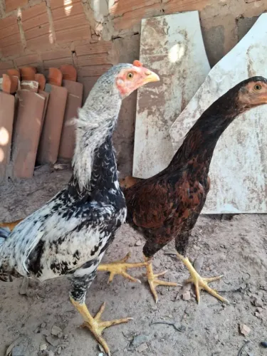 Frangos e Frangas caipira