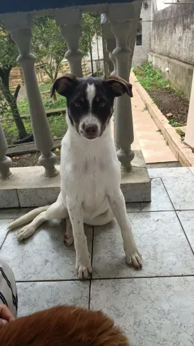Adoção Responsável cachorrinha