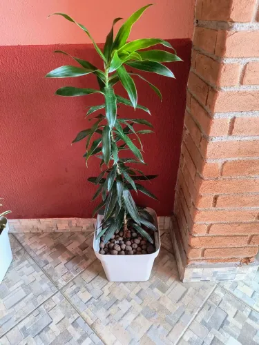Vaso Dracena