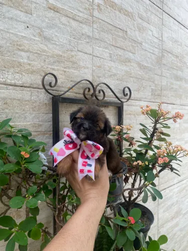 Shit zu com maltês fêmea com caminha brinde fofura