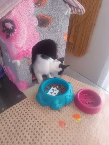 Gatinho levo no terminal