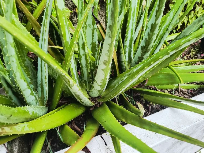 Babosa (Aloe Vera) Grande!