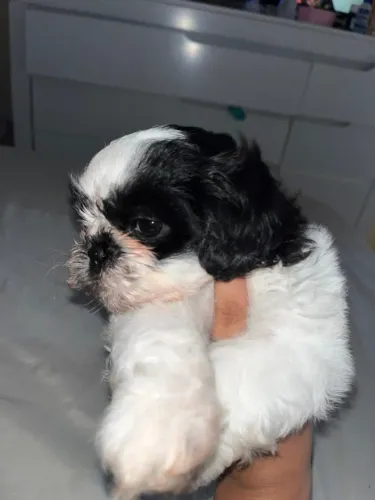 Cachorro shitzu