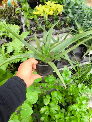 Babosa aloe vera e arborea