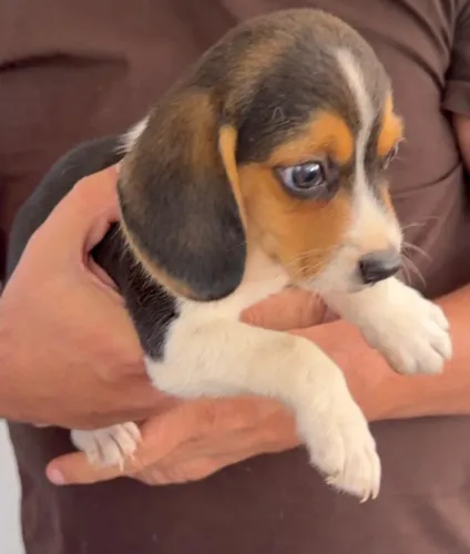 Beagle lindo familia