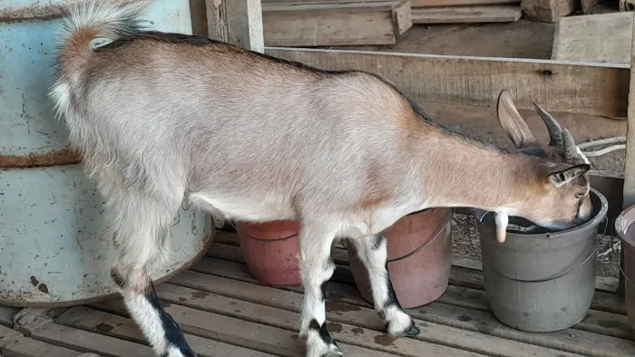 Cabrita