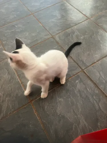 Doação de gatinha