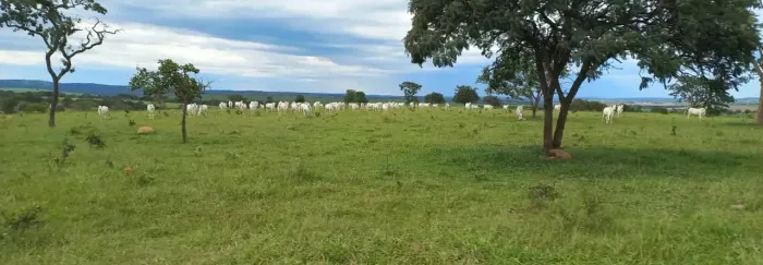 Fazenda a venda entre Catalão e Ipameri - Goiás!!!