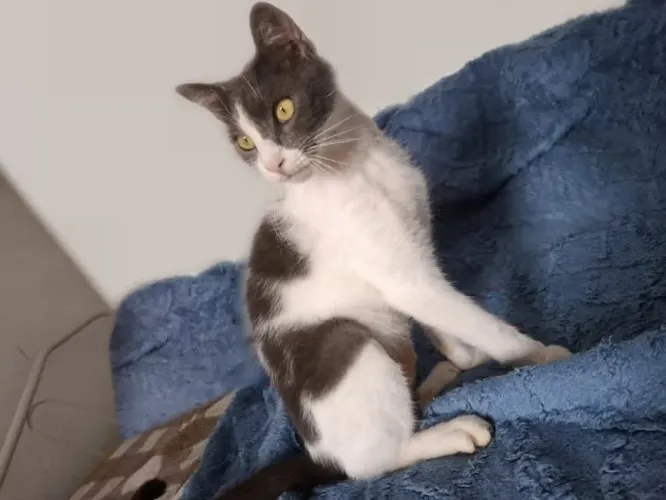 Adoção lindo gato cinza BLUE e Branco castradinho