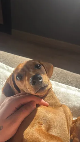 Dachushund filhote. 