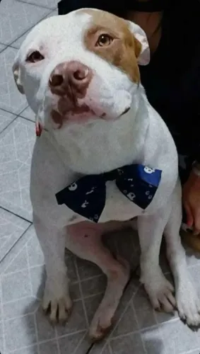 Filhote de Pitbull 