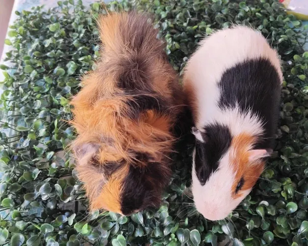 Casal de porquinhos da índia!