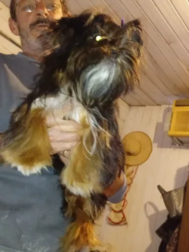 Vendo femea de chitsu 7 meses