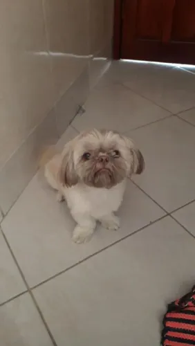 Doando Machinho Shih tzu 